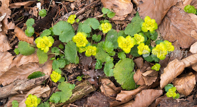 花Chrysosplenium alternifolium。Alternate-leaved golden-saxifrage